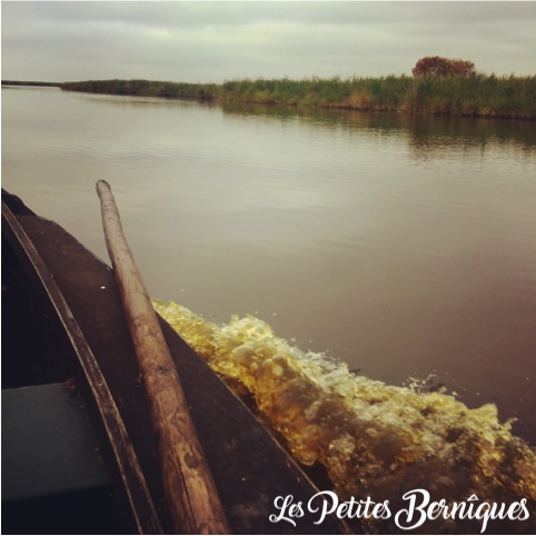 L'eau tourbée du marais