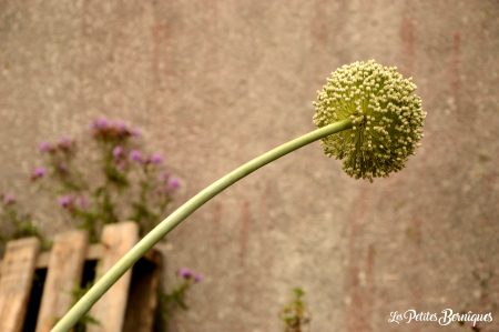 jardicompostfleur