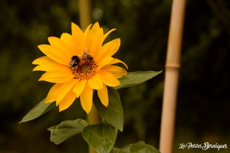 jardicomposttournesol