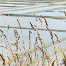 Marais salants