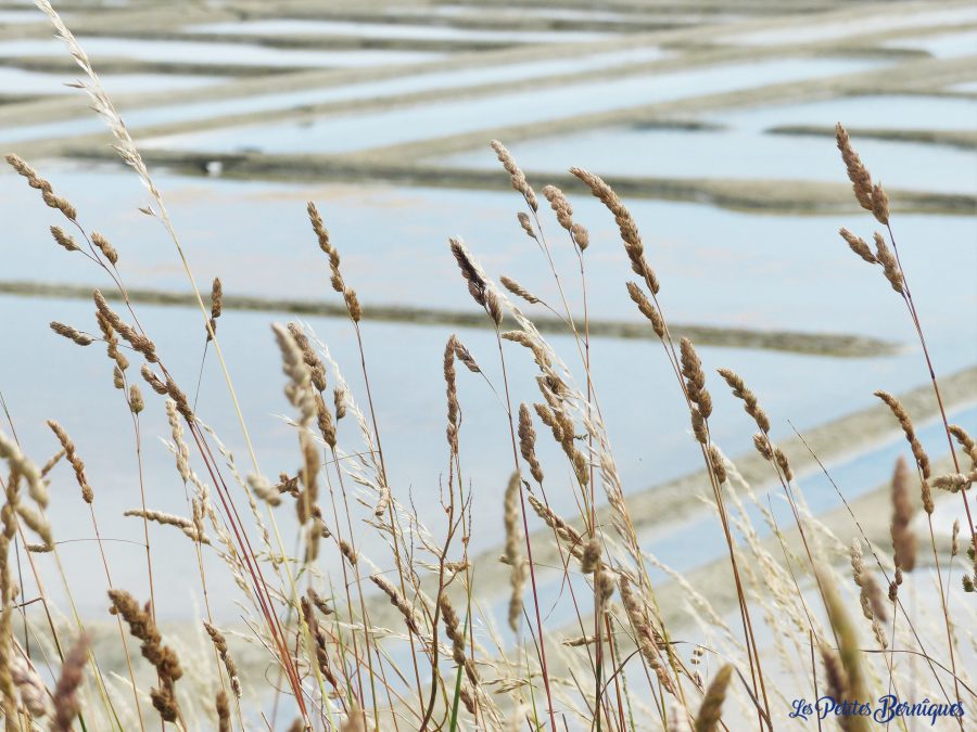 Marais salants