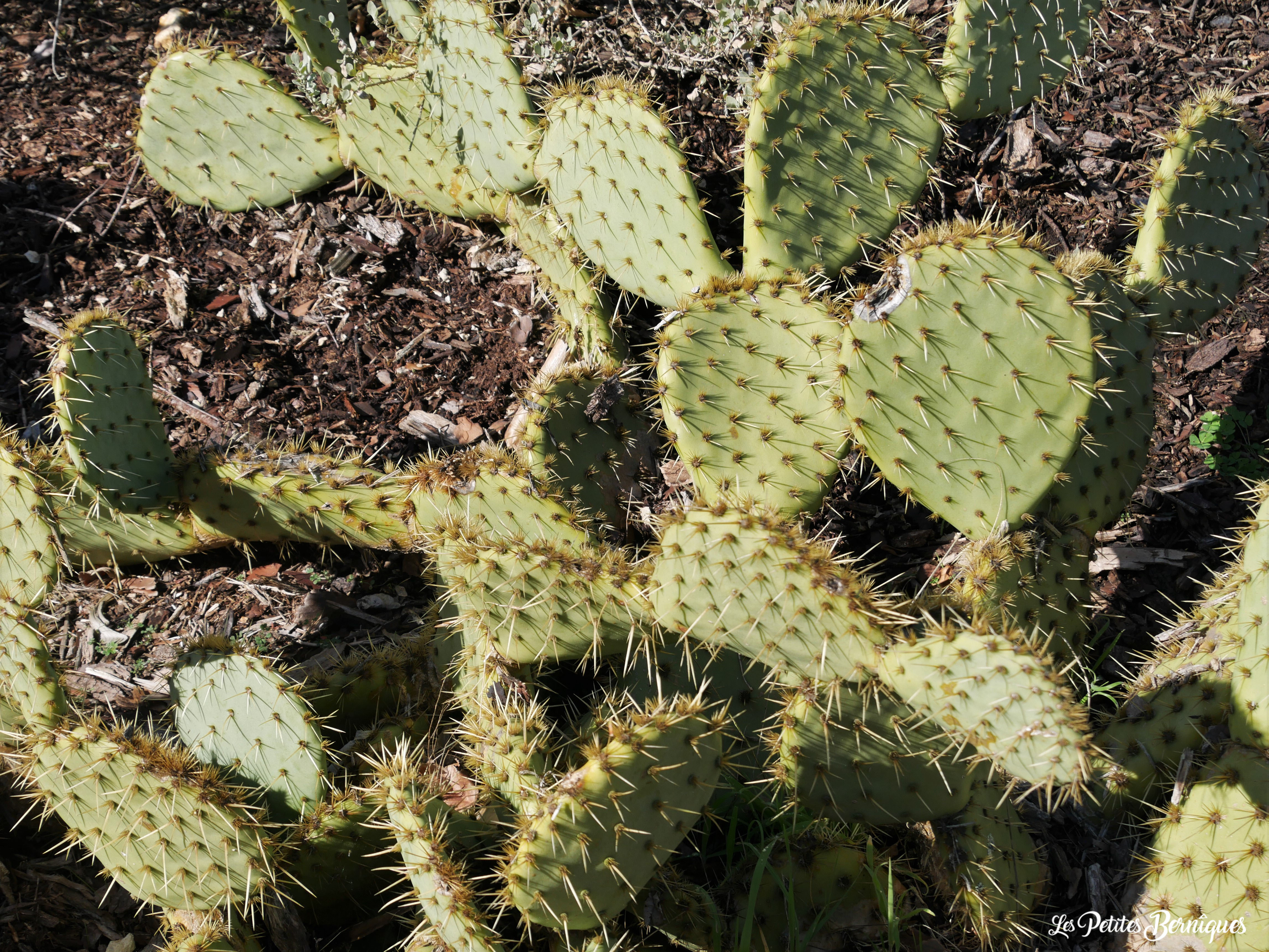 Cactus Saint-Brévin