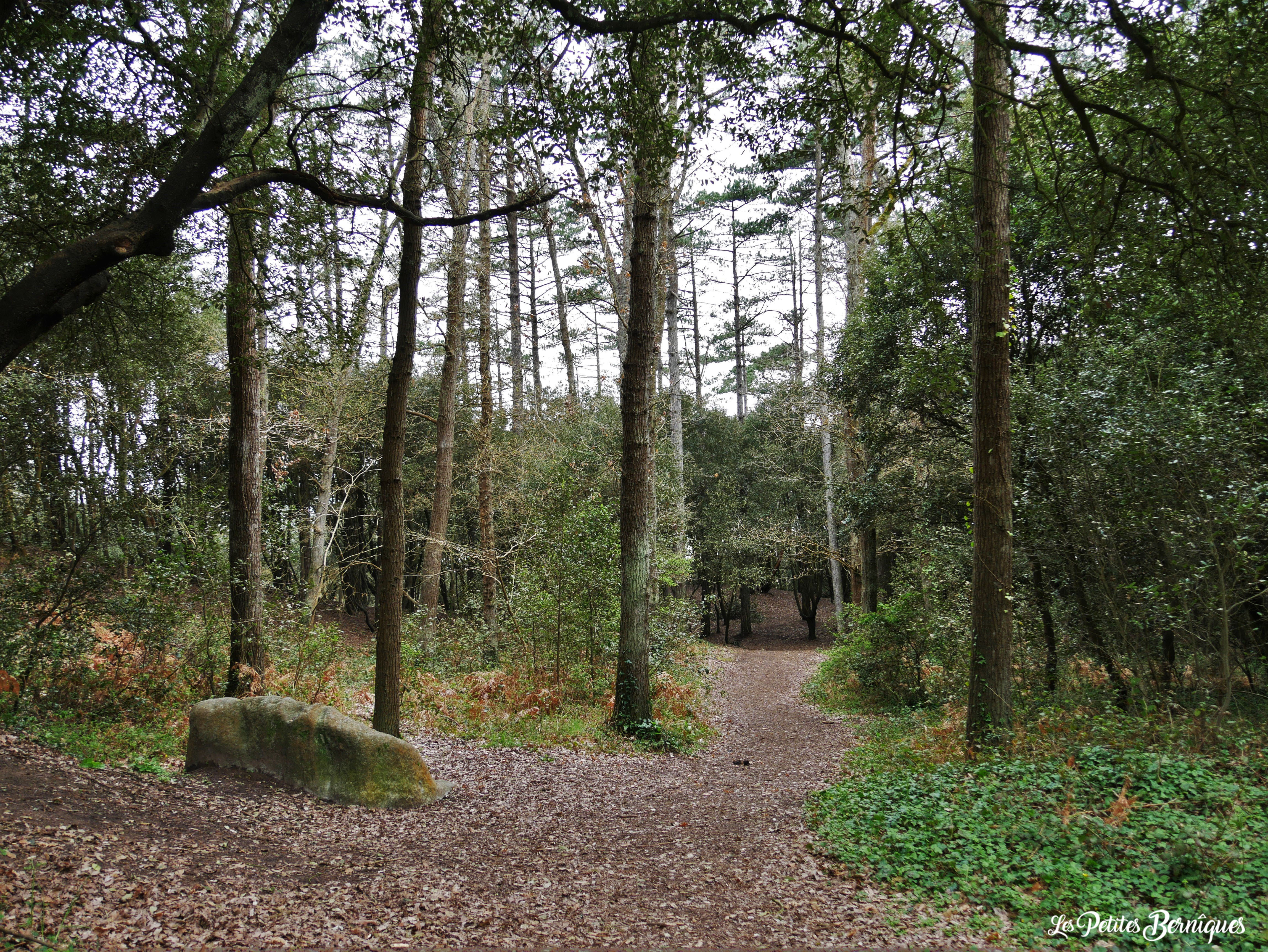 Forêt de la Pierre Attelée - Saint-Brévin