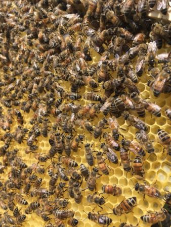 abeille apisouest