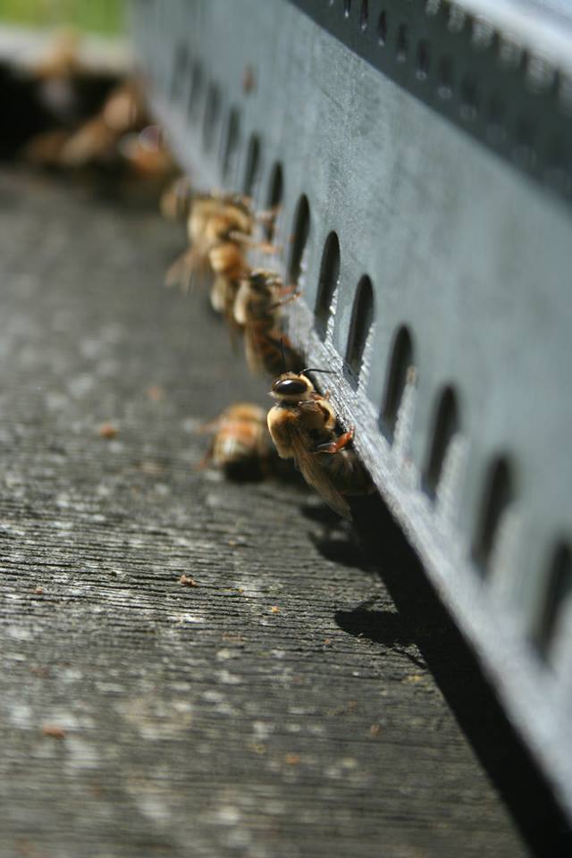 abeille apisouest1