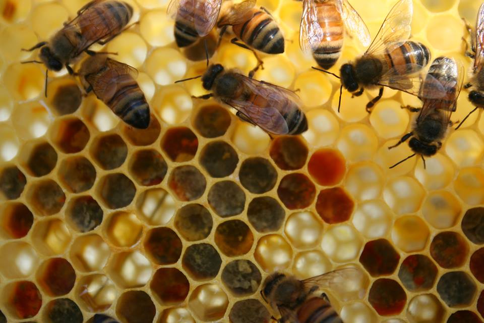 abeilles apisouest