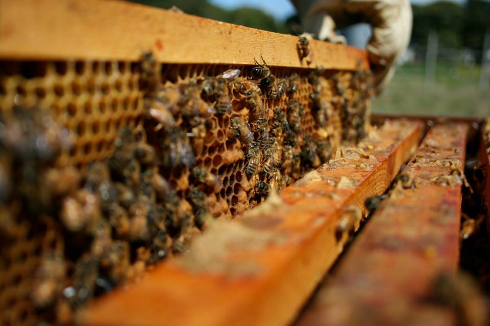 abeilles saint-nazaire