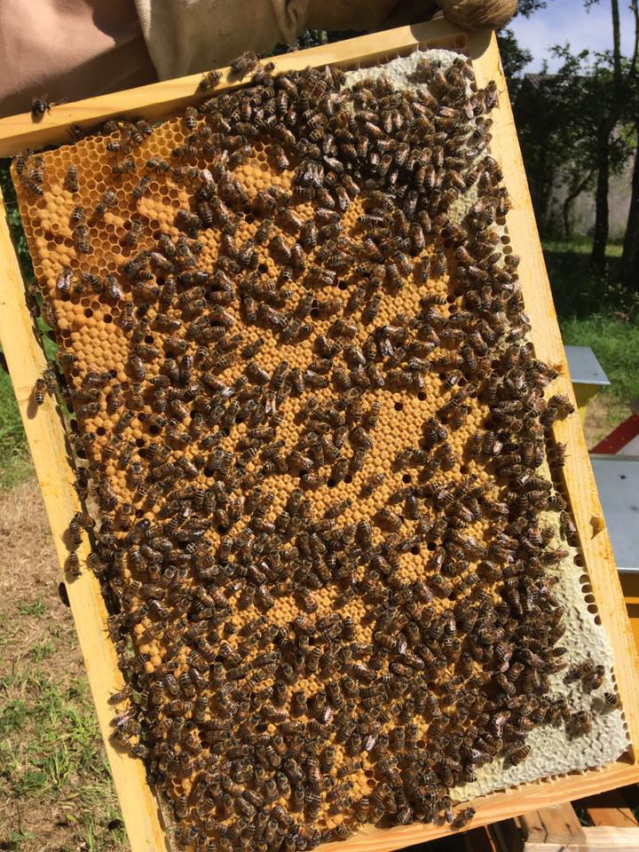 cadre abeille