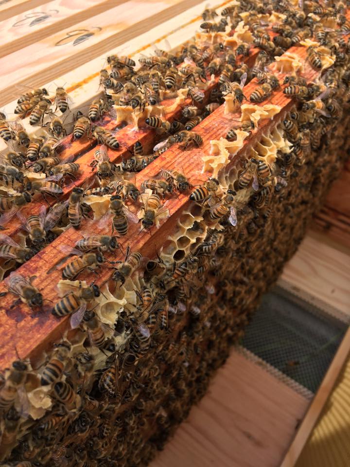 cadre abeilles