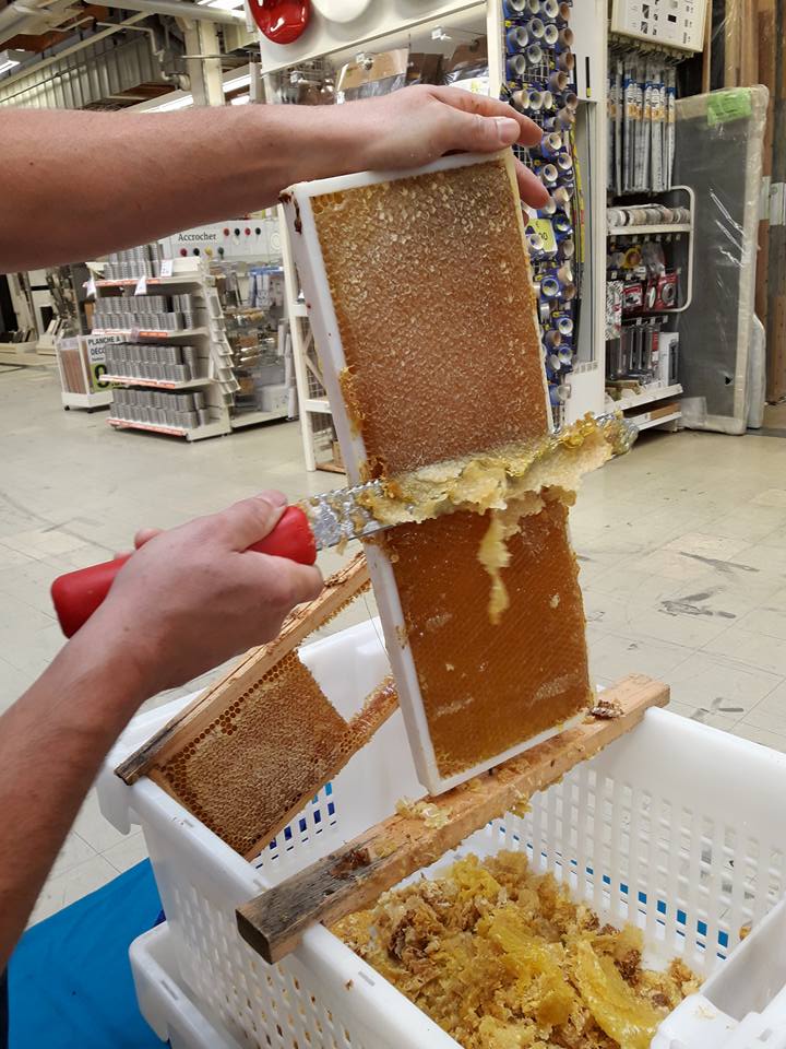 desoperculateur apisouest