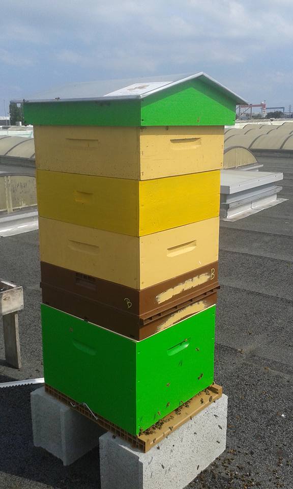 ruche en entreprise apisouest