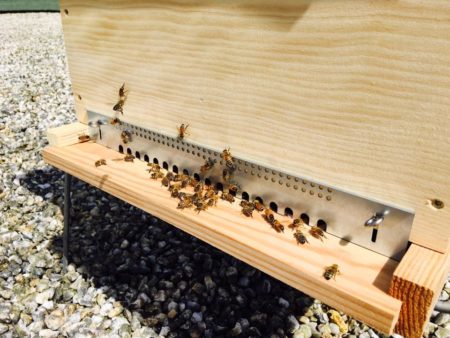 ruches abeilles apisouest