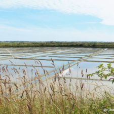 Marais salants, sel de Guerande