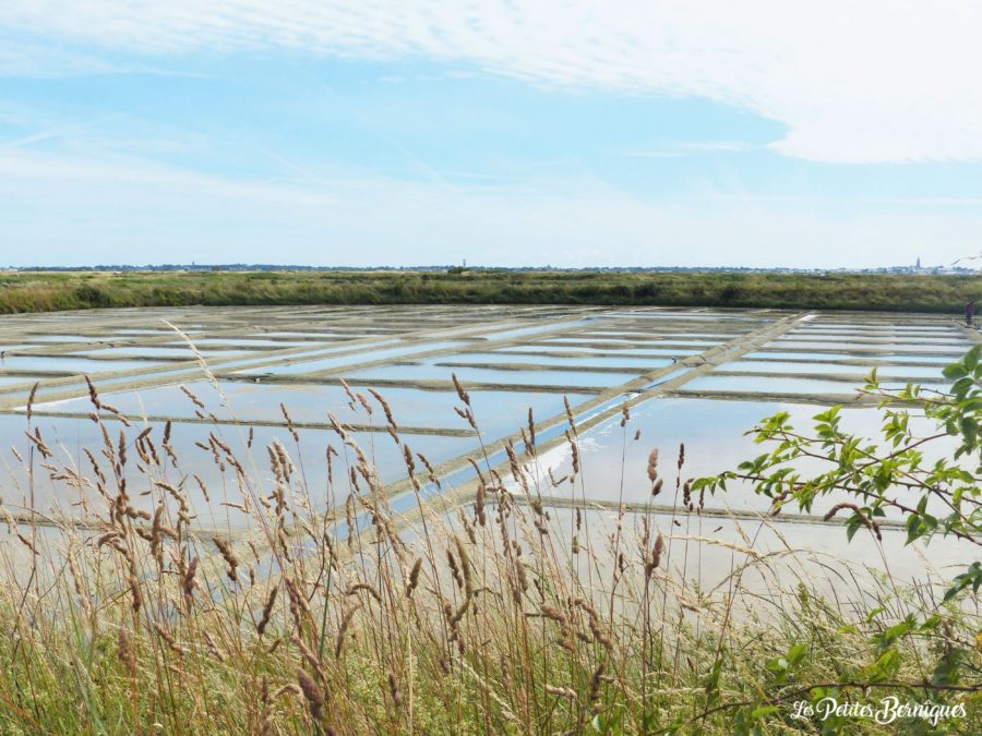 Marais salants, sel de Guerande