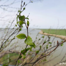 Terre d'estuaire, Cordemais