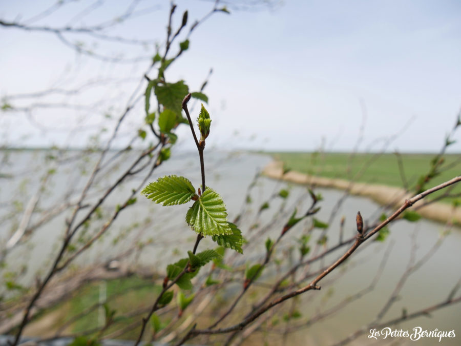 Terre d'estuaire, Cordemais